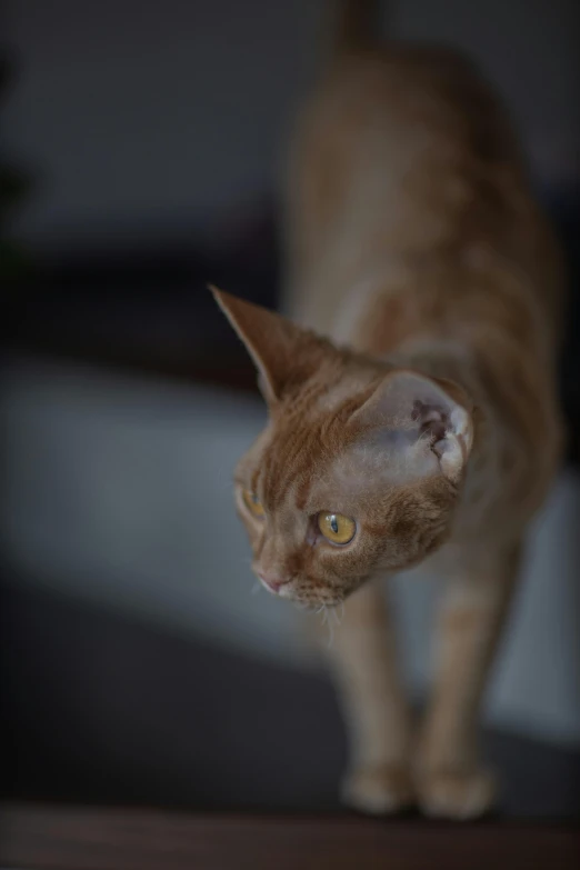 a cat standing on top of a wooden table, a picture, unsplash, photorealism, close up head shot, nubian, ginger cat in mid action, high resolution image