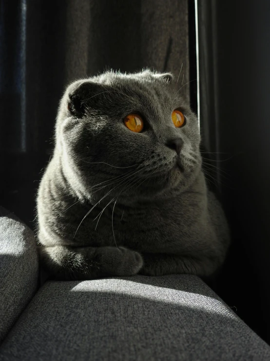 a cat sitting on top of a couch next to a window, by Julia Pishtar, pexels contest winner, hyperrealism, with glowing yellow eyes, scottish fold, dark grey and orange colours, extremely plump