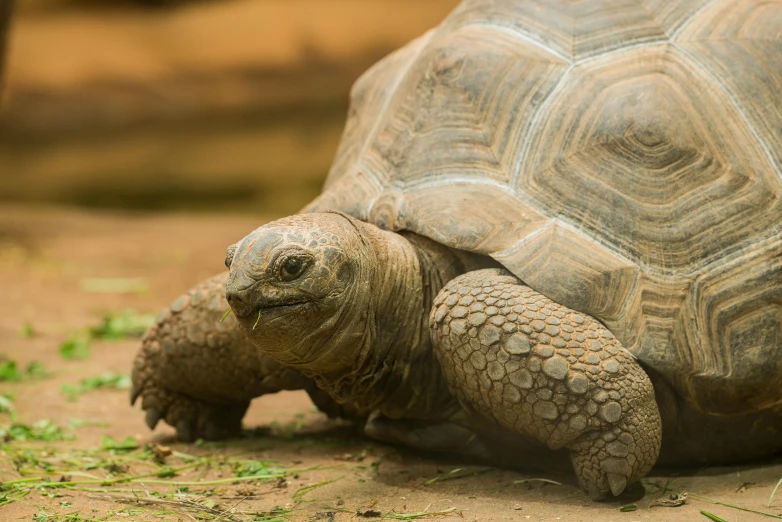 a close up of a turtle on a dirt ground, pexels contest winner, hurufiyya, focus on giant tortoise, terracotta, casually dressed, grey