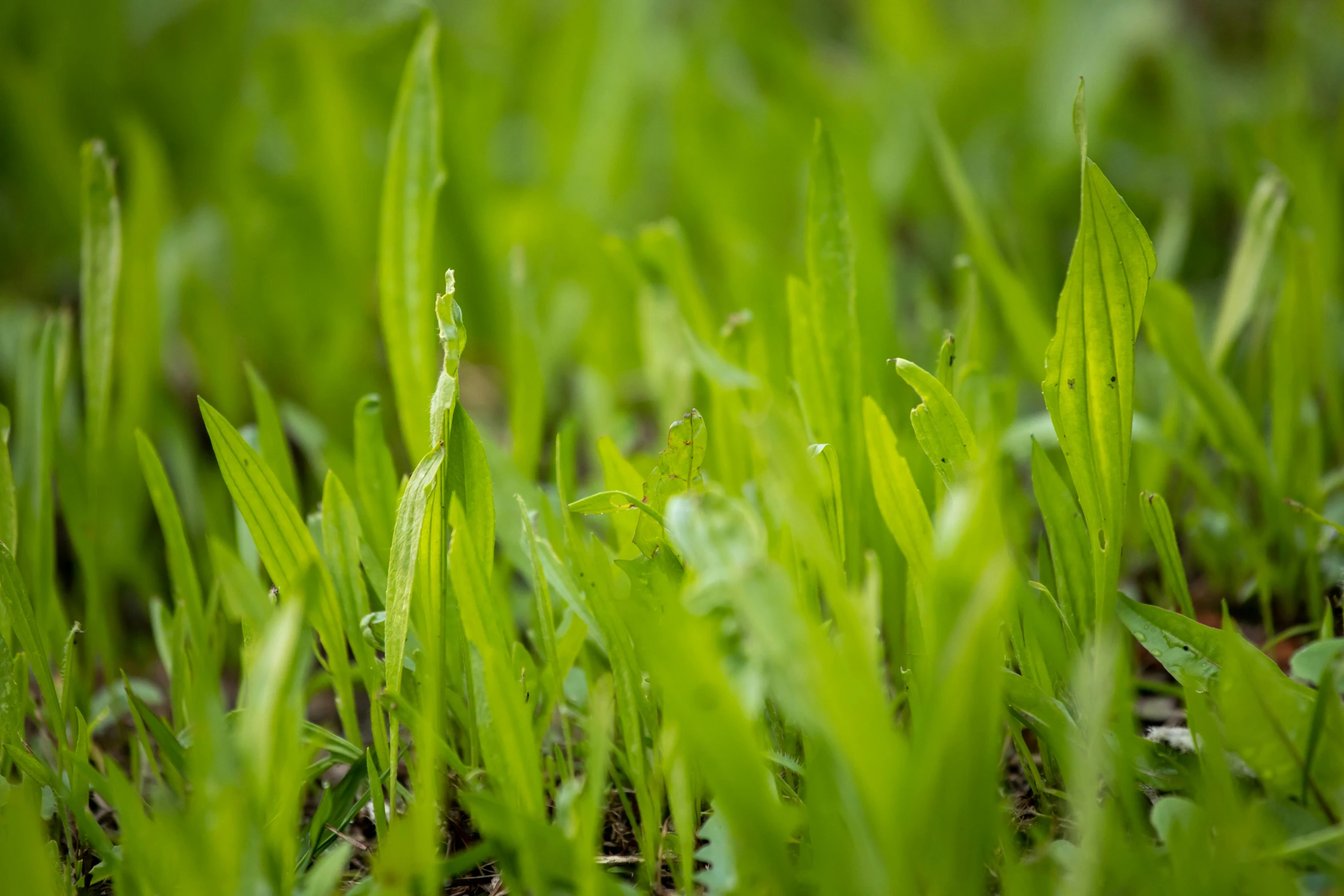 a close up of a bunch of green grass, by David Simpson, unsplash, ground angle uhd 8 k, gardening, lime green, shot on sony a 7