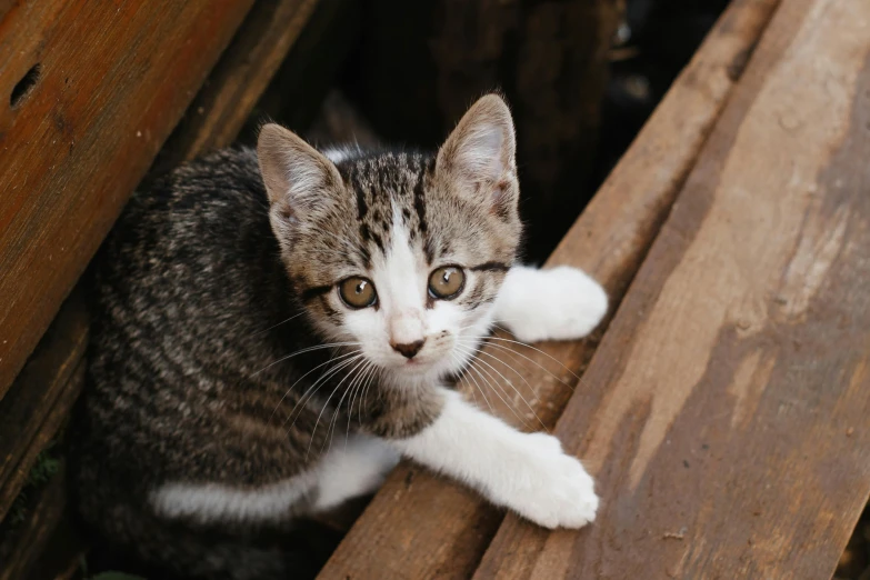 a cat sitting on top of a wooden bench, with a white nose, up-close, young and cute, intricate features