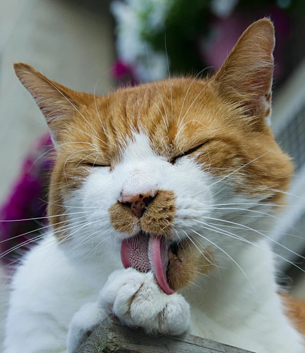 a close up of a cat sticking its tongue out, highly relaxed, scratchy, paul barson, hr ginger