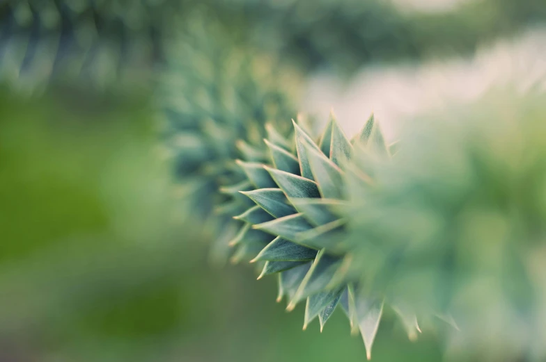 a close up of a pine tree branch, a macro photograph, unsplash, made of cactus spines, hasselblad film bokeh, spiked, green
