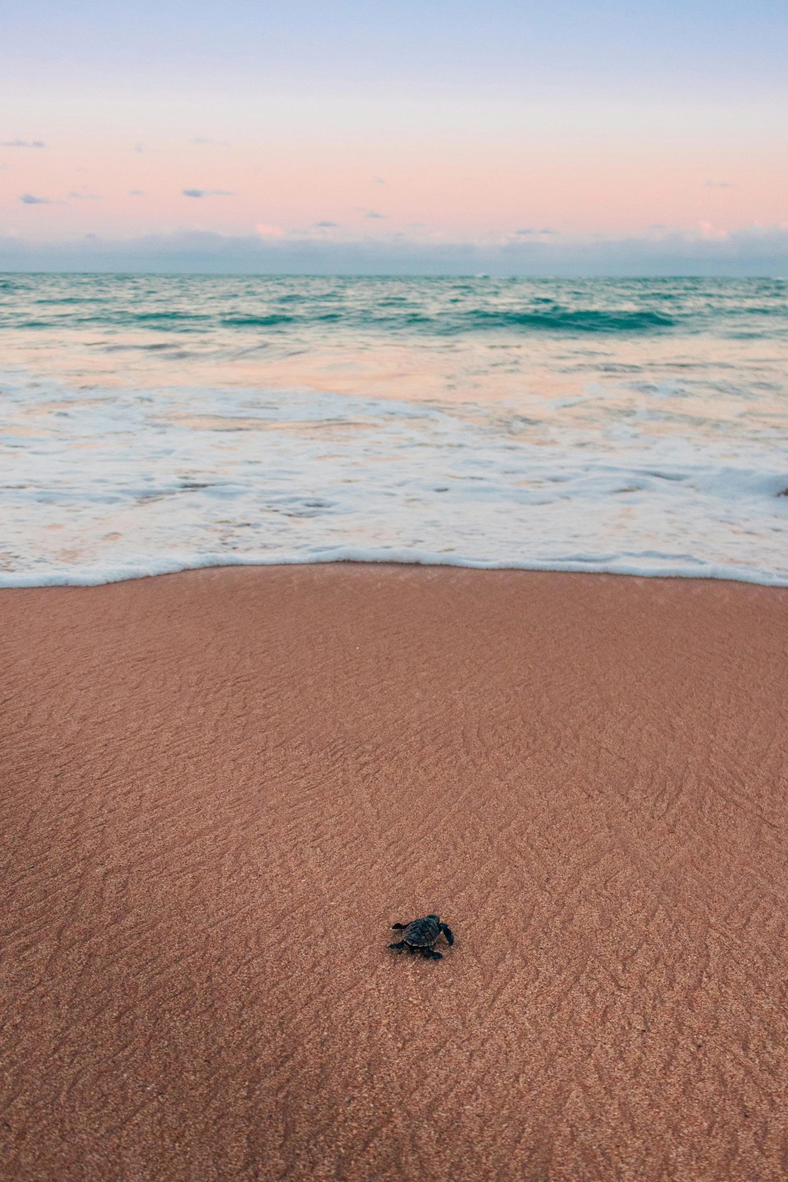 a turtle on a beach with the ocean in the background, by Reuben Tam, unsplash contest winner, minimalism, pastel colored sunrise, puerto rico, ripples, red sand