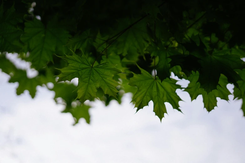 green leaves hang from the branches of a tree, unsplash, canadian maple leaves, shot on sony a 7, skies behind, high quality image