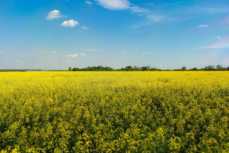 a field full of yellow flowers under a blue sky, by Matthias Stom, unsplash, ultrawide landscape, fan favorite, high resolution photo, iowa