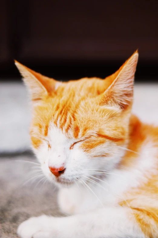 an orange and white cat laying on the ground, an album cover, trending on pexels, eyes closed, slightly pixelated, head shot, old male