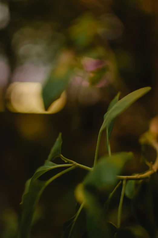 a close up of a plant with green leaves, a picture, unsplash, lyrical abstraction, warm moody lighting, blurry footage