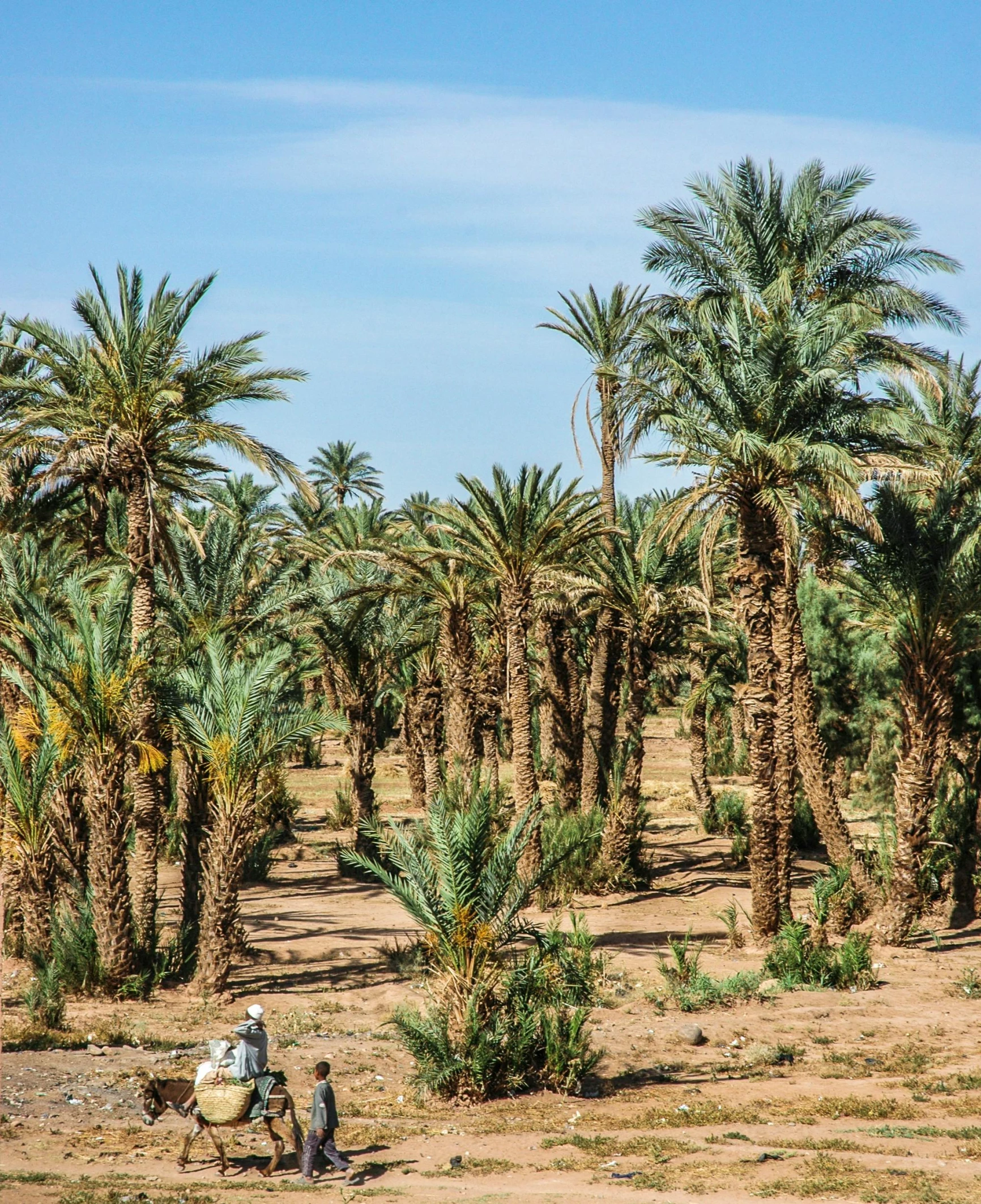 a group of people riding on the back of a horse, by Julia Pishtar, les nabis, arid mountains and palm forest, rows of lush crops, maintenance photo, large trees