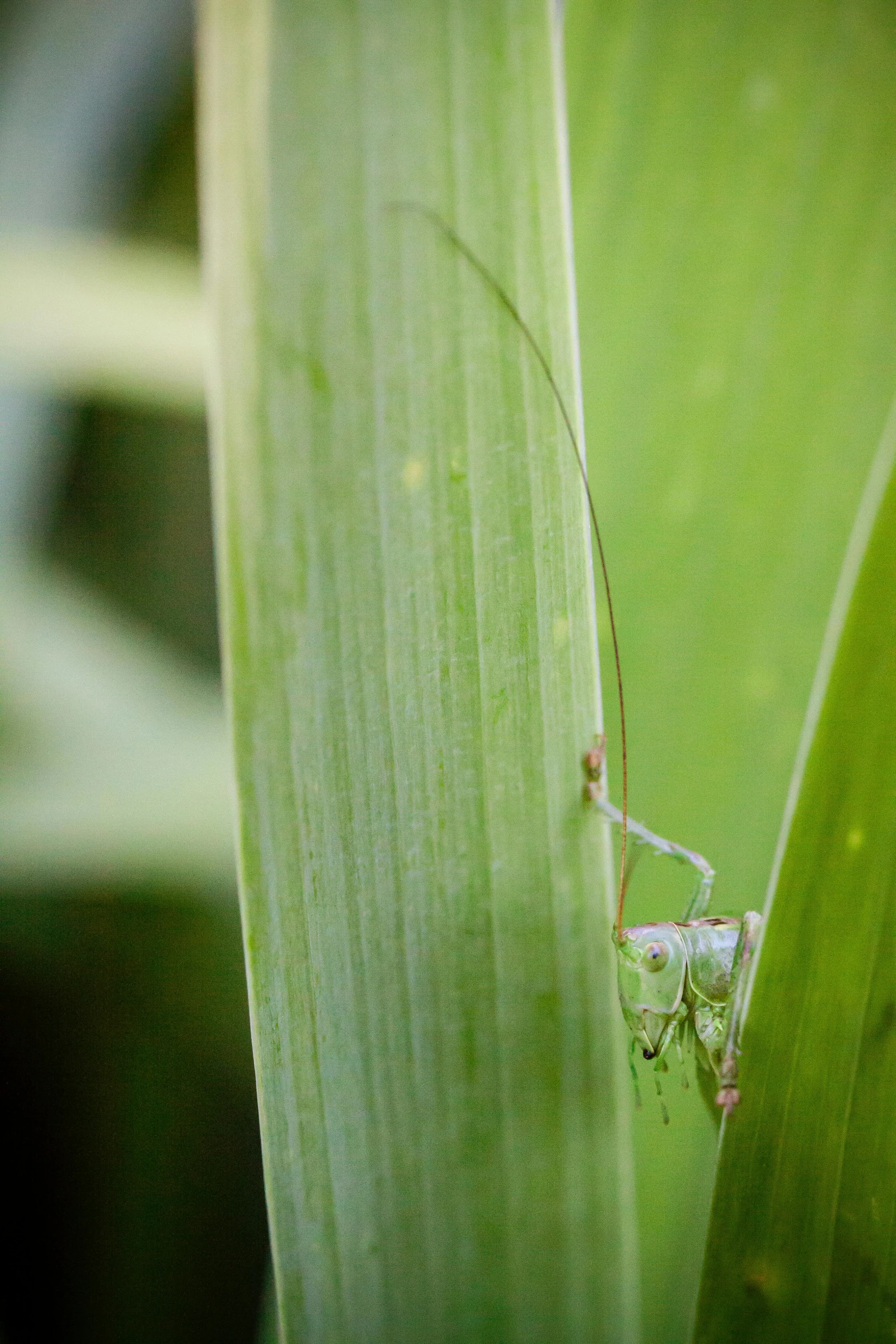 a close up of a grasshopper on a leaf, by Linda Sutton, renaissance, giant pig grass, hiding behind obstacles, tall thin, digital photograph