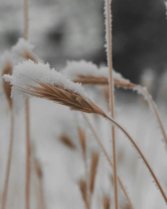 a bunch of tall grass covered in snow, a macro photograph, trending on pexels, thumbnail