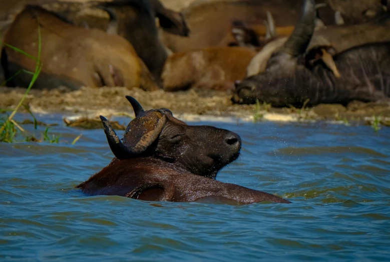 a couple of animals that are in the water, pexels contest winner, buffalo, thumbnail, resting, young male