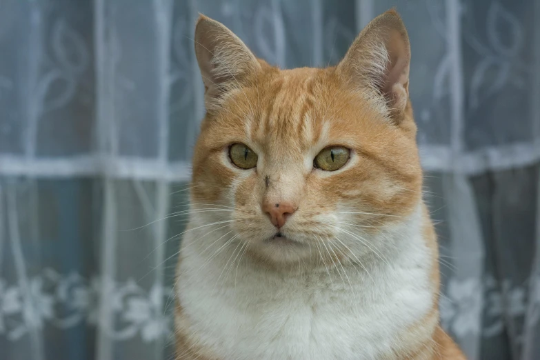 an orange and white cat sitting in front of a window, a portrait, unsplash, old male, stephen outram, full frame image, looking confident