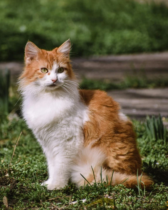 an orange and white cat sitting in the grass, a colorized photo, by Julia Pishtar, unsplash, renaissance, fluffy body, ridiculously handsome, transgender, oscar winning