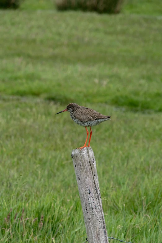 a bird sitting on top of a wooden post, standing in a grassy field, gray and orange colours, with long thin antennae, college