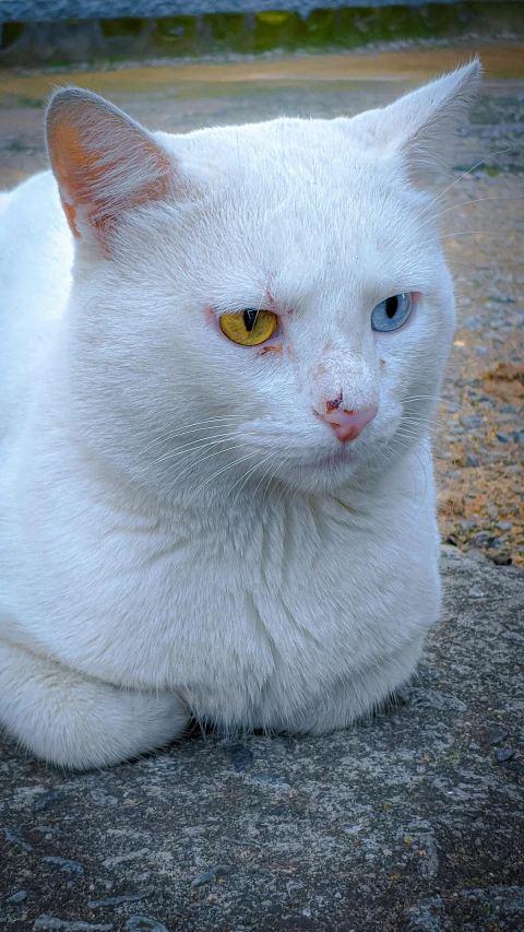 a white cat sitting on top of a cement slab, one yellow and one blue eye, white eyebrows, close - up photograph, colour photo