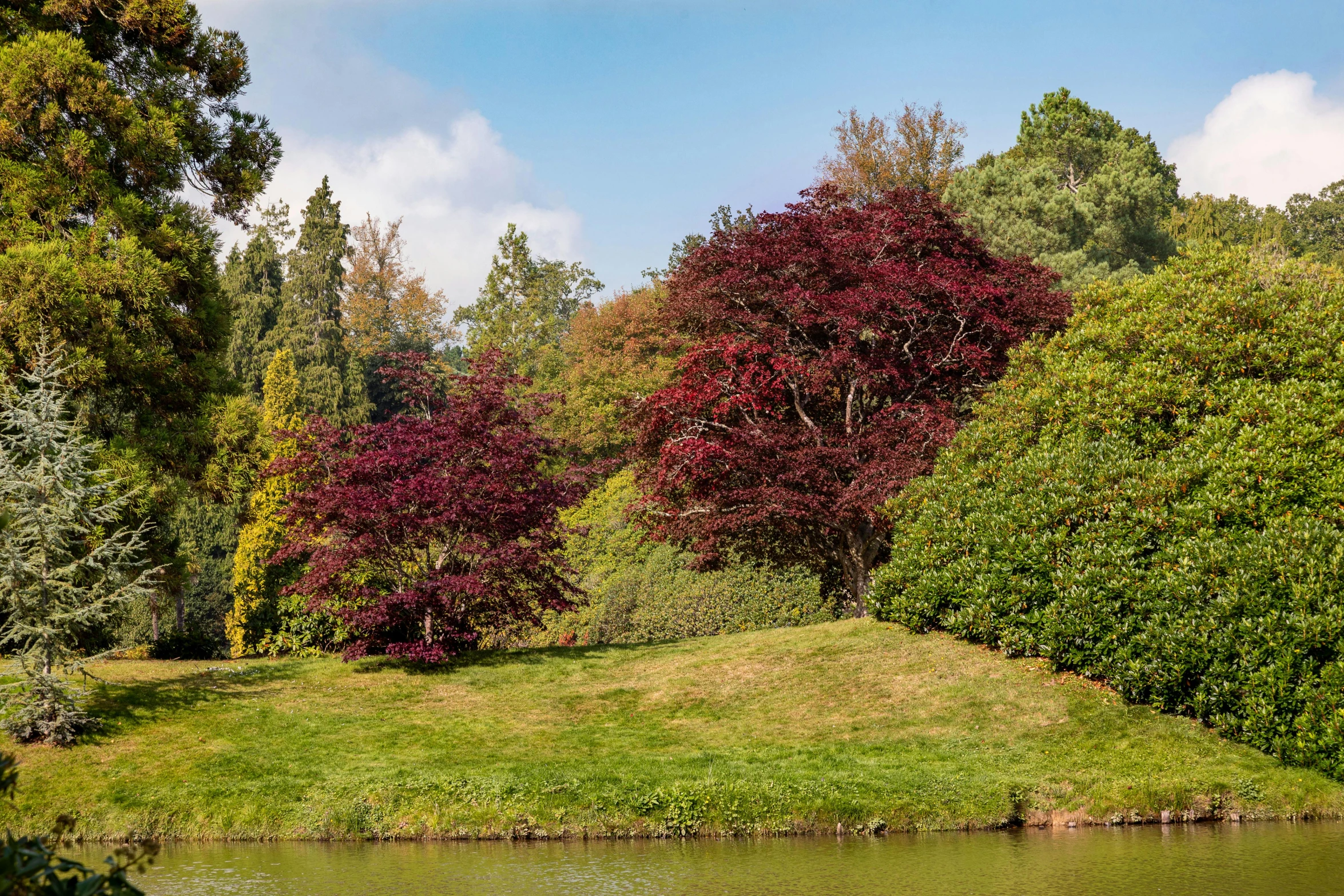 a group of trees sitting on top of a lush green field, inspired by Richmond Barthé, unsplash, visual art, purple and scarlet colours, in a park and next to a lake, japanese maples, shrubs