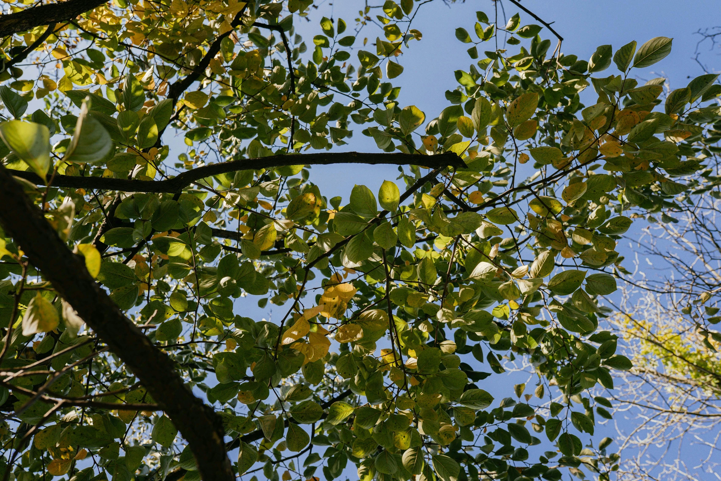 some trees leaves and a blue sky with clouds