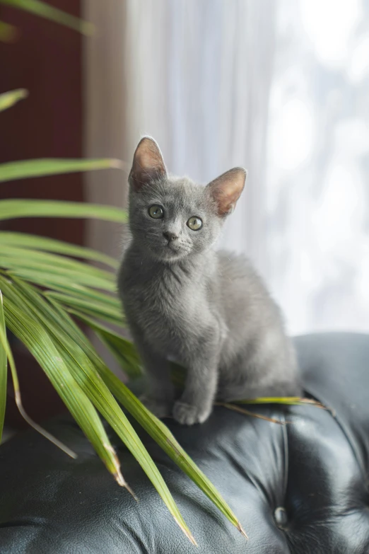 a cat sitting on top of a couch next to a plant, blue gray, looking towards the camera, soft vinyl, onyx