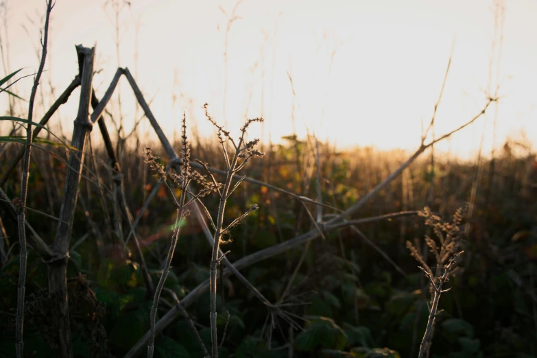 the sun is shining through the grassy field