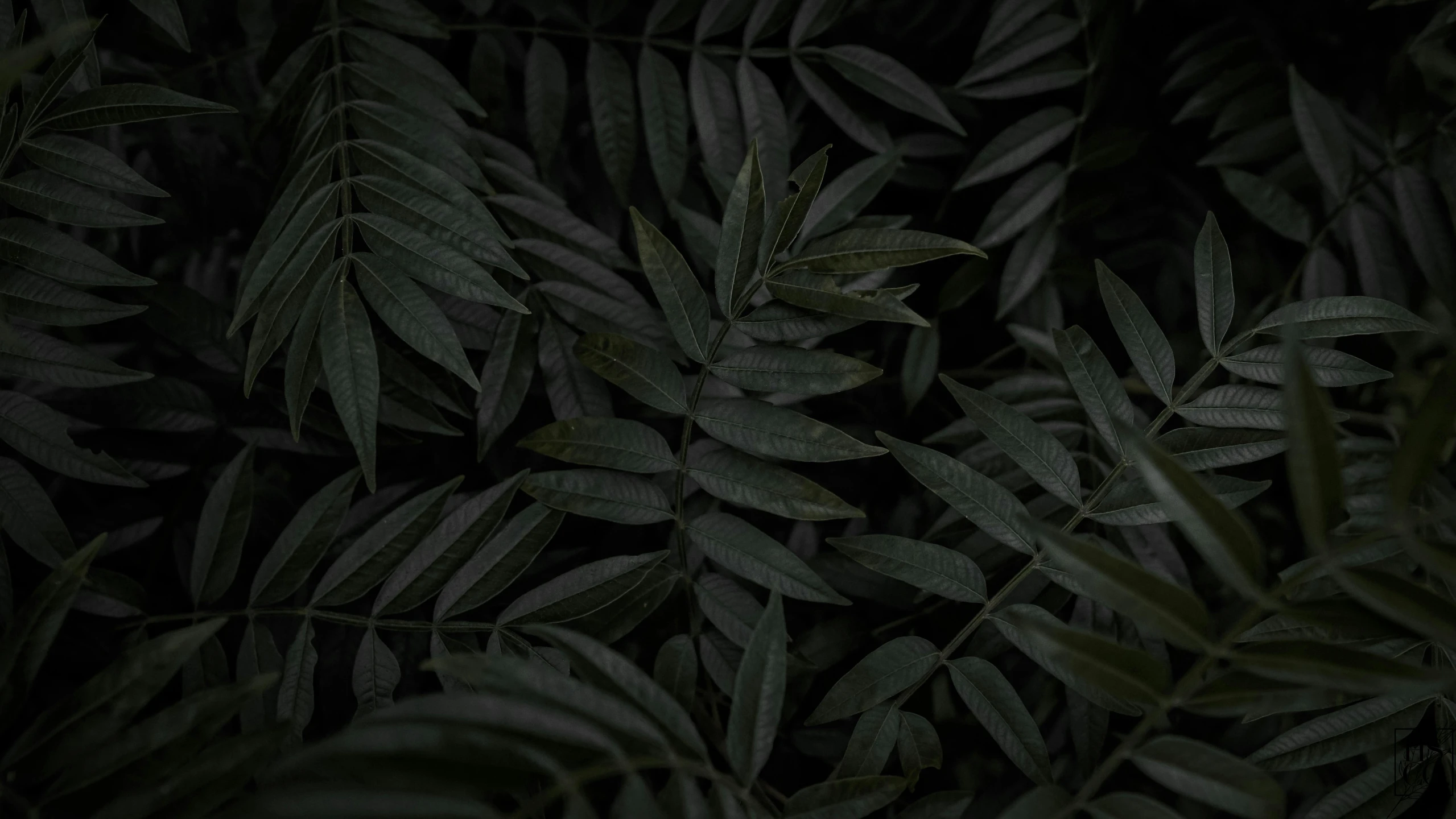 a close up of a bunch of green leaves, an album cover, inspired by Elsa Bleda, unsplash contest winner, grey and dark theme, all black matte product, nighttime, high quality screenshot