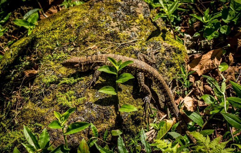 a lizard sitting on top of a moss covered log, by Robert Brackman, outdoor photo