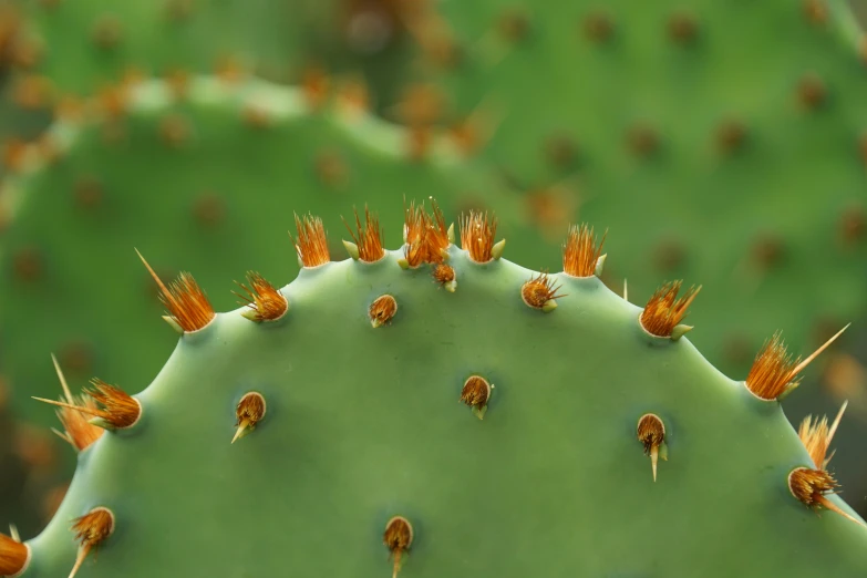 a close up view of a cactus plant, a microscopic photo, by Eglon van der Neer, trending on pexels, fine details 8k octane rendering, pimples, stick poke, orange subsurface scattering