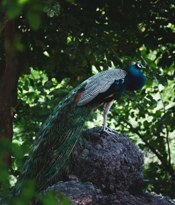 a peacock sitting on top of a large rock, next to a tree