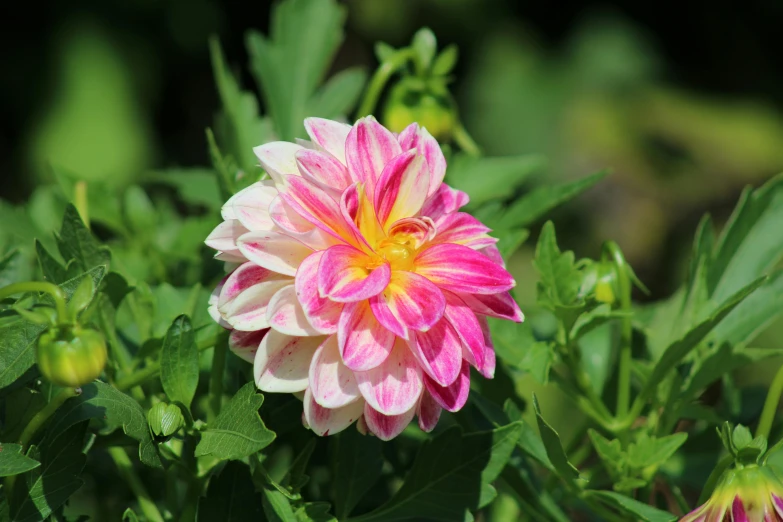 a small pink and white flower surrounded by green leaves