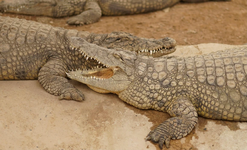 a couple of crocodiles that are laying down, pexels contest winner, gray mottled skin, all teeth, cross hatch, islamic