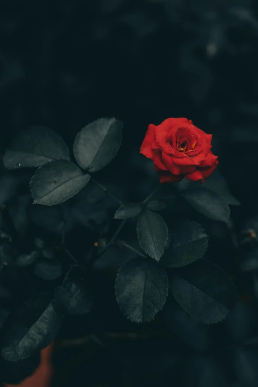 a red rose is surrounded by leaves and nches