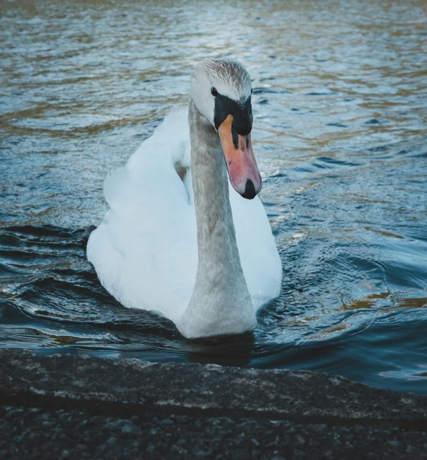 a white swan floating on top of a body of water, by Sebastian Spreng, pexels contest winner, lovingly looking at camera, soft lulling tongue, today\'s featured photograph 4k, urban surroundings