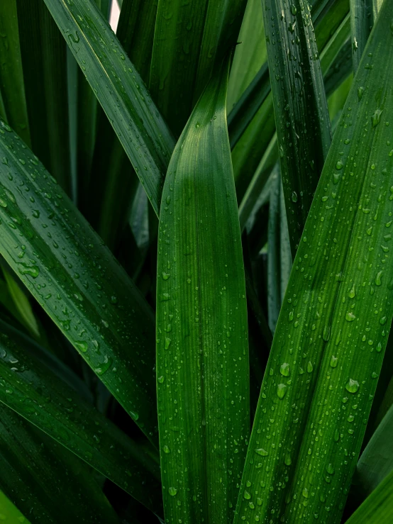 a close up of a plant with water droplets on it, inspired by Exekias, unsplash, renaissance, detailed product image, lush greens, panels, high resolution product photo