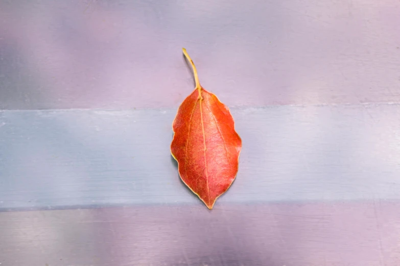 a red leaf sitting on top of a wooden table, a picture, inspired by Ellsworth Kelly, trending on pexels, second colours - purple, frank moth, holiday season, a small