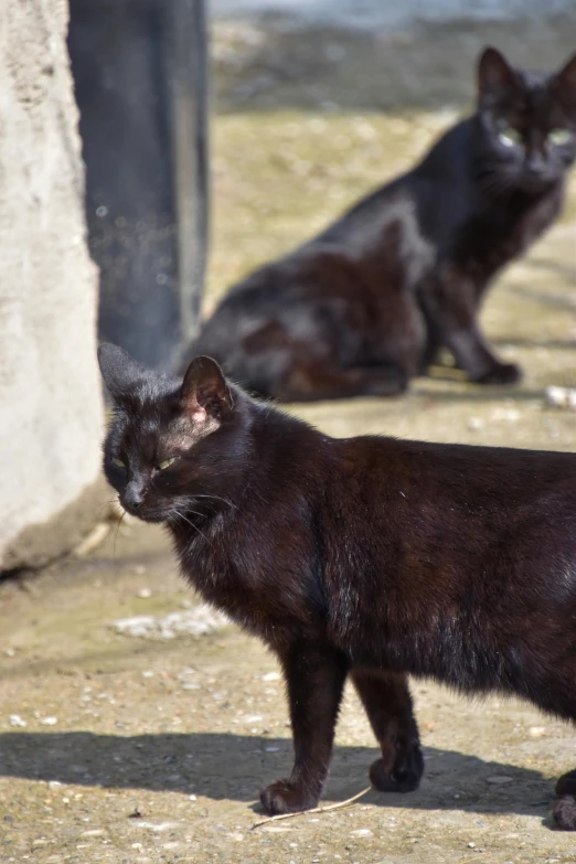 a couple of black cats standing next to each other, a photo, by Bernie D’Andrea, les nabis, taken in zoo, zoomed in shots, warrior cats, photo taken in 2018