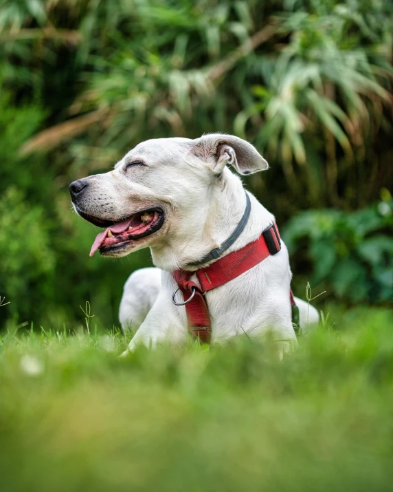 a white dog laying on top of a lush green field, inspired by Elke Vogelsang, pexels contest winner, wearing steel collar, crimson, profile image, harnesses