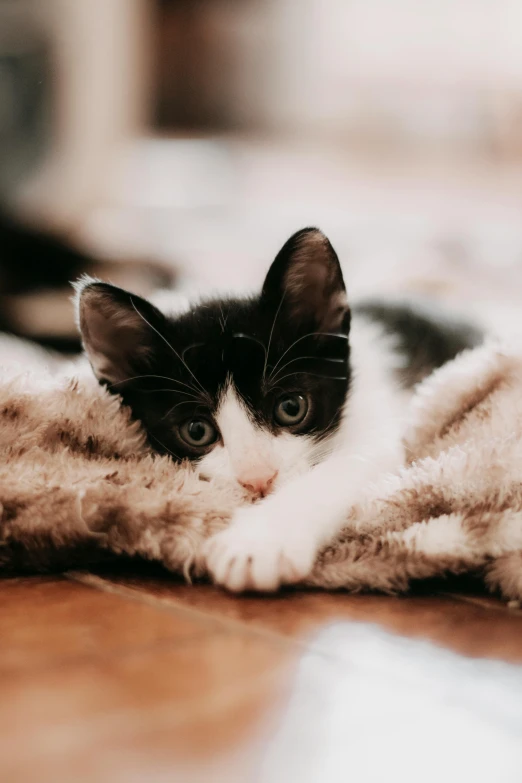 a black and white cat laying on top of a blanket, trending on unsplash, the cutest kitten ever, gif, attractive photo