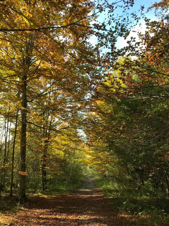 a dirt road in the middle of a forest, slide show, autumnal colours, # nofilter, may)