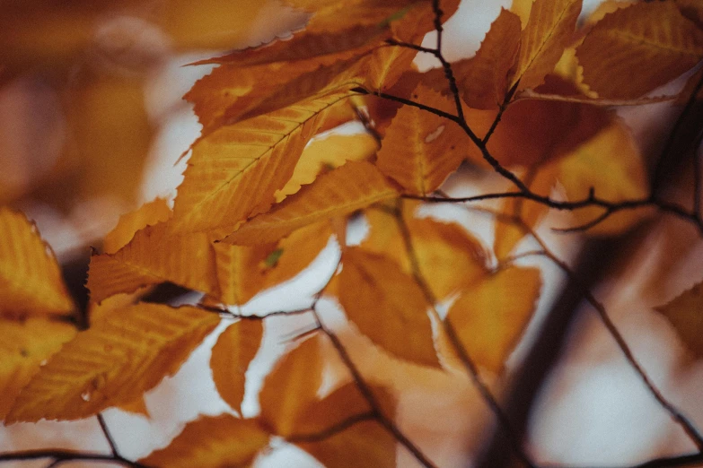 a close up of a bunch of leaves on a tree, a photo, by Emma Andijewska, trending on pexels, yellow-orange, thumbnail, cinematic still, brown
