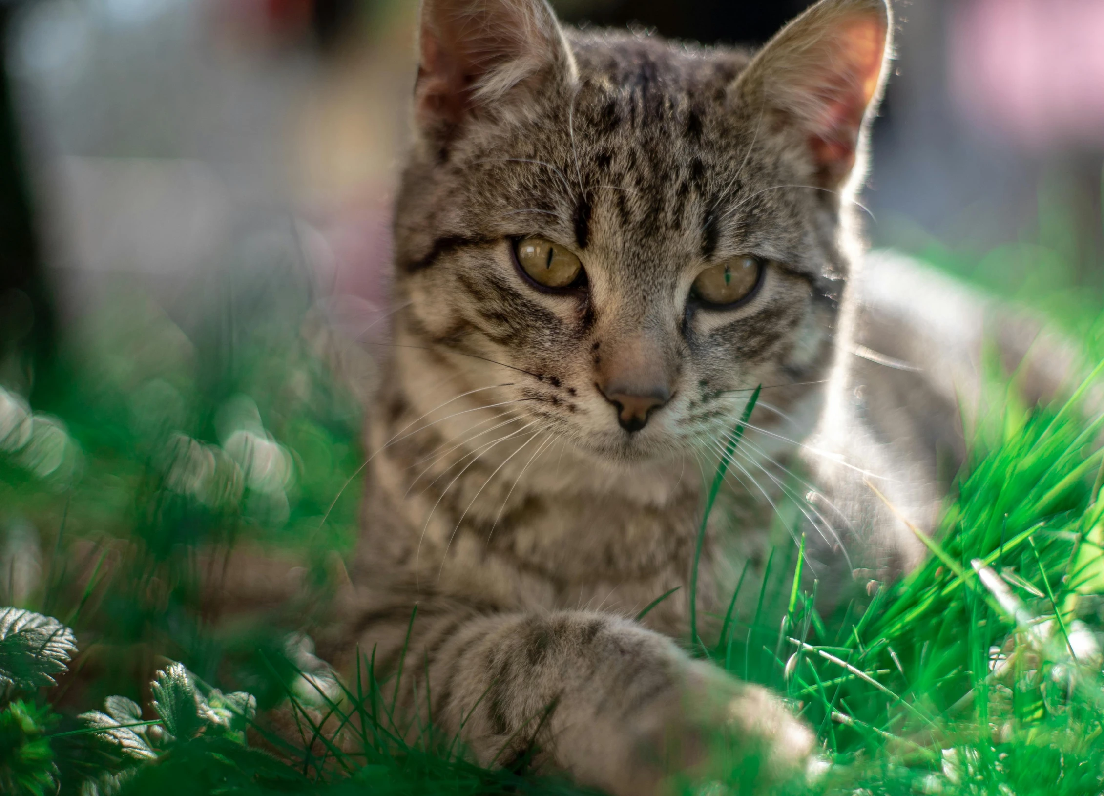 a cat that is laying down in the grass, by Brian Thomas, unsplash, fan favorite, close up high detailed, instagram picture, mixed animal