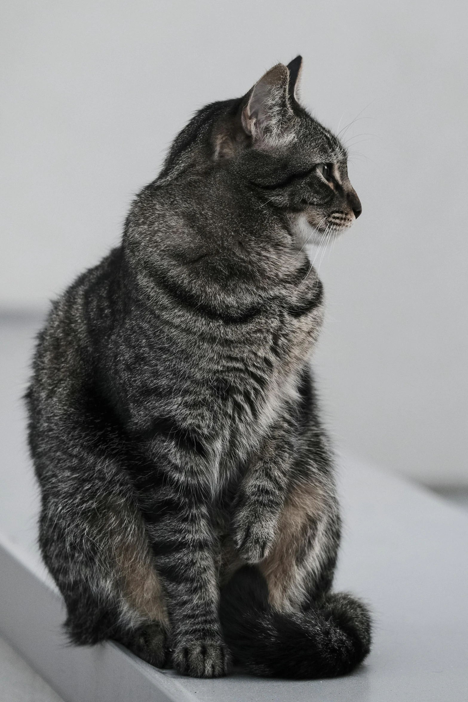 a close up of a cat sitting on a ledge, on a gray background, low quality photo, taken with sony alpha 9, full body picture