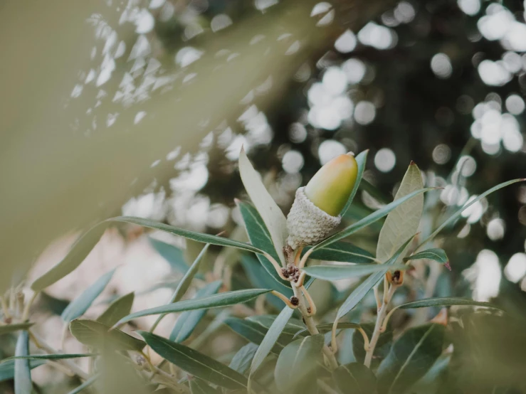 a close up of an acorn on a tree, trending on pexels, olive trees, background image, mango, cone shaped