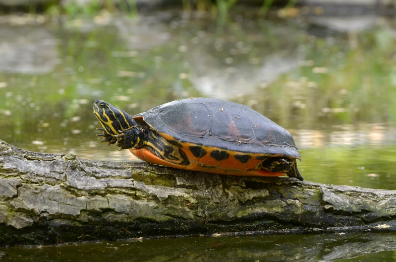 a turtle sitting on a log in the water, pexels contest winner, multicoloured, young adult male, on a branch, avatar image