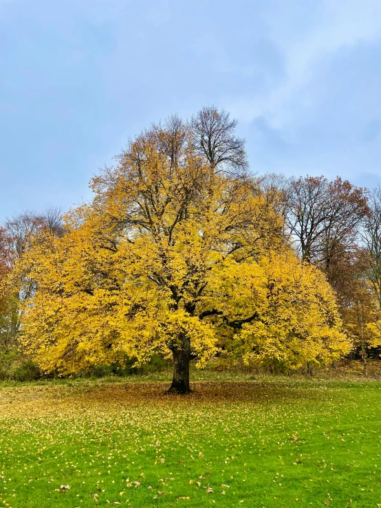 a large yellow tree sitting on top of a lush green field, berlin park, autumn leaves on the ground, 2019 trending photo, photo on iphone