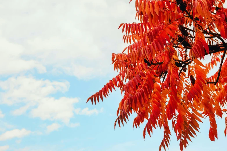 a tree with red leaves against a blue sky, by Julia Pishtar, trending on pexels, hurufiyya, flame ferns, “ iron bark, vivid colour, a wooden