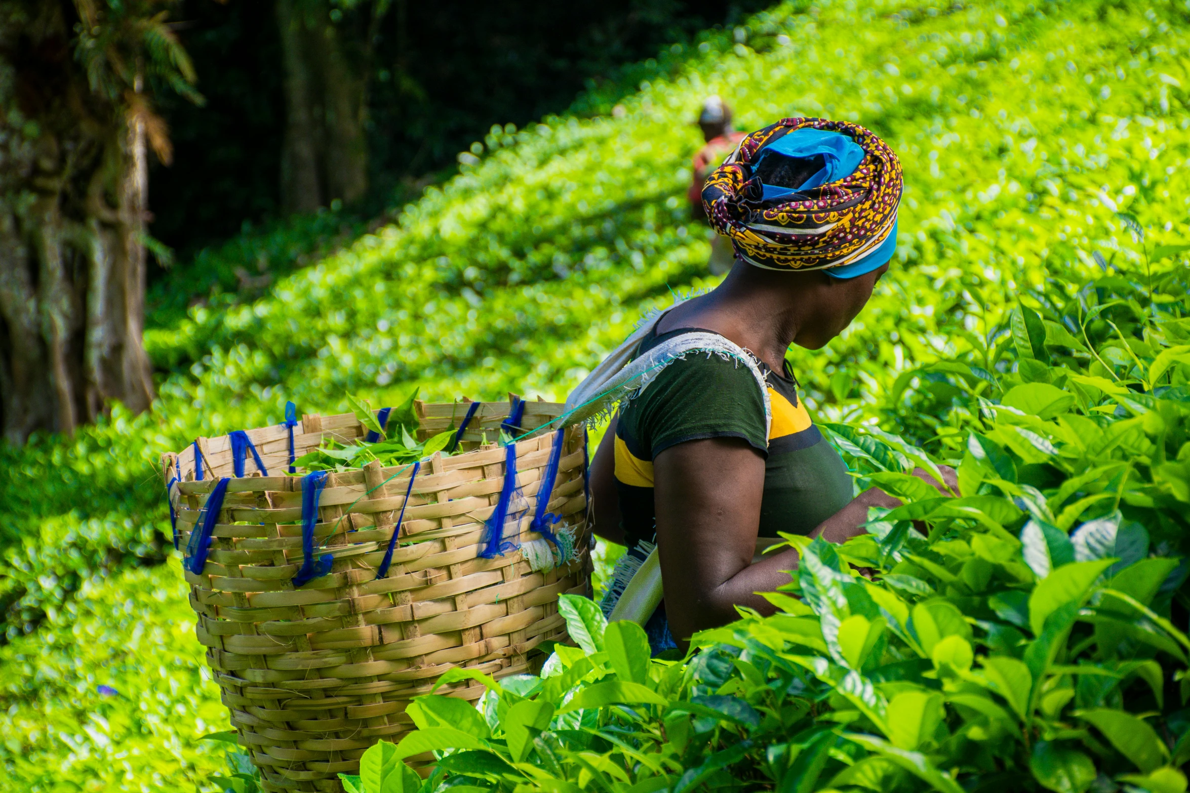 a woman picking tea leaves in a field, by Daniel Lieske, pexels contest winner, african queen, avatar image, green flags, thumbnail