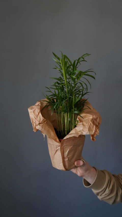 a person holding a plant in a brown paper bag, inspired by Exekias, unsplash, photorealism, palme d'or winner, lush green, with a long, a tall