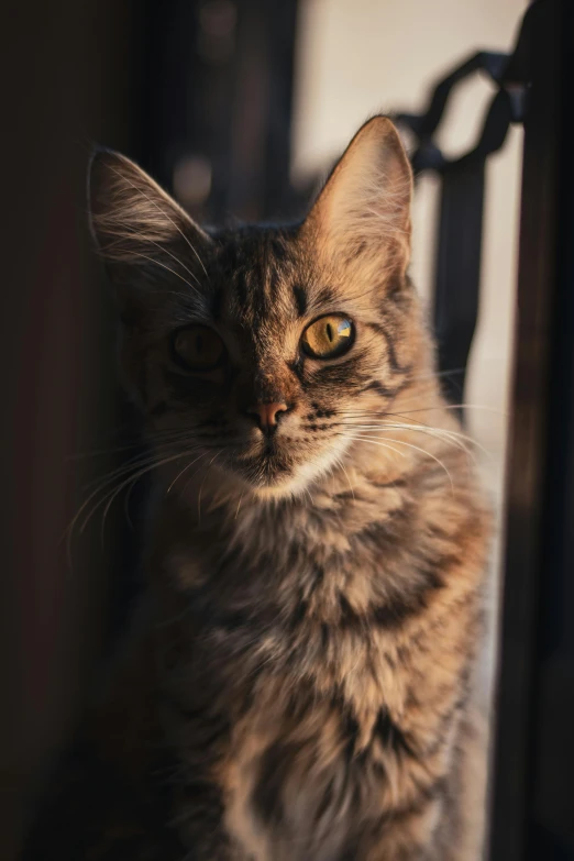 a close up of a cat sitting on a chair, pexels contest winner, photorealism, backlit ears, fierce expression 4k, shot at golden hour, fluffy ears and a long