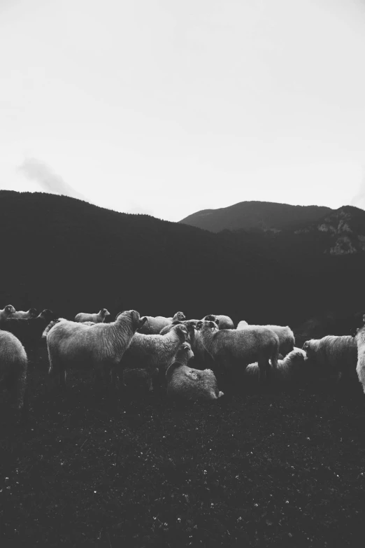 a black and white image of several sheep in the grass