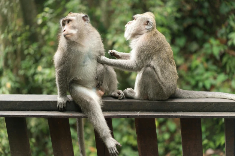 a couple of monkeys sitting on top of a wooden bench, by Basuki Abdullah, pexels contest winner, grey, on stilts, royal commission, thumbnail